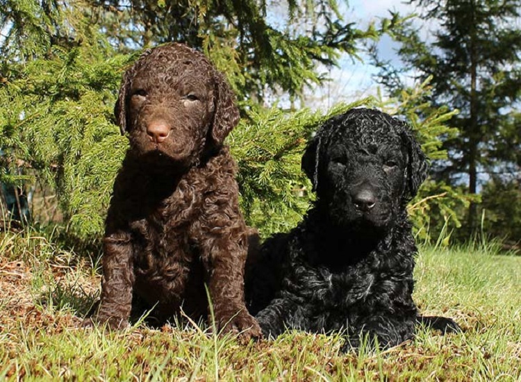 An Overview of the Curly Coated Retriever